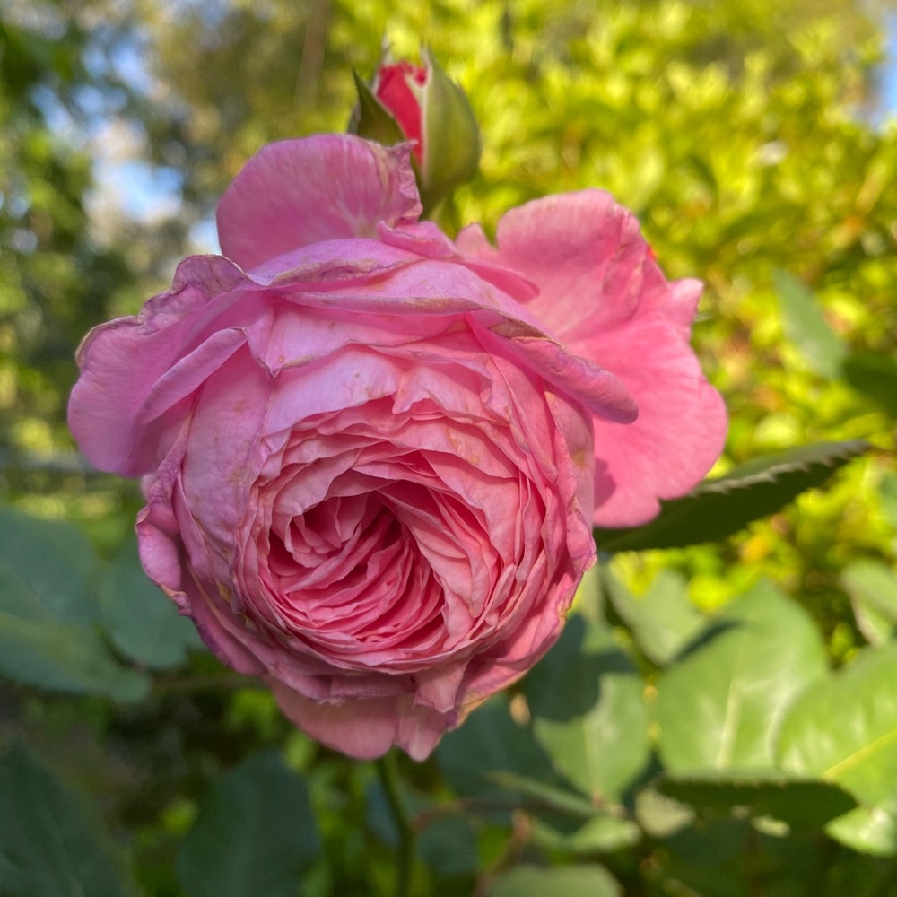 Meet your Posher, Deborah